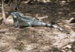Iguana