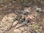 Iguana Fütterung